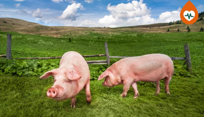 Cerdos y el Medio Ambiente